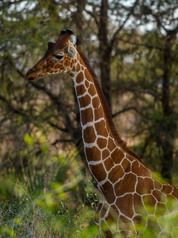 Kenya