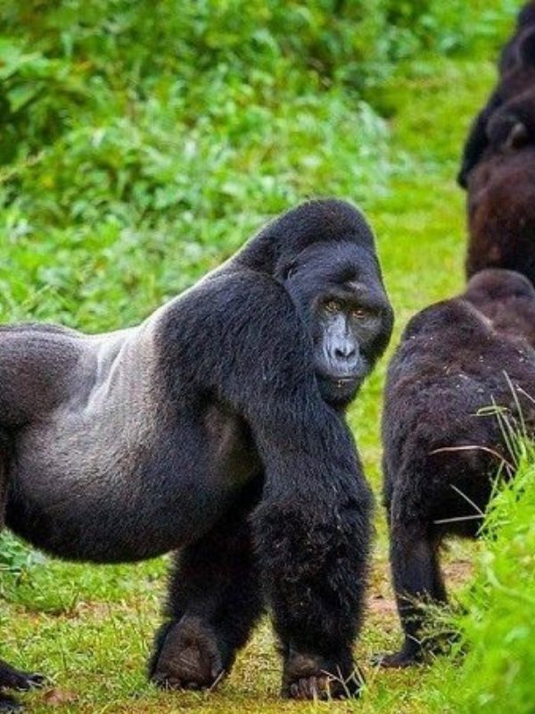 Uganda