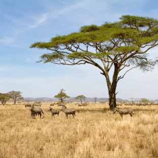 tanzania 1