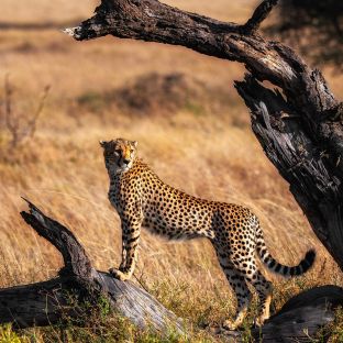 tanzania 4