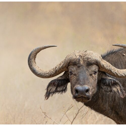 9 Days Of The Wild Romamce Honeymoon Collection Safari