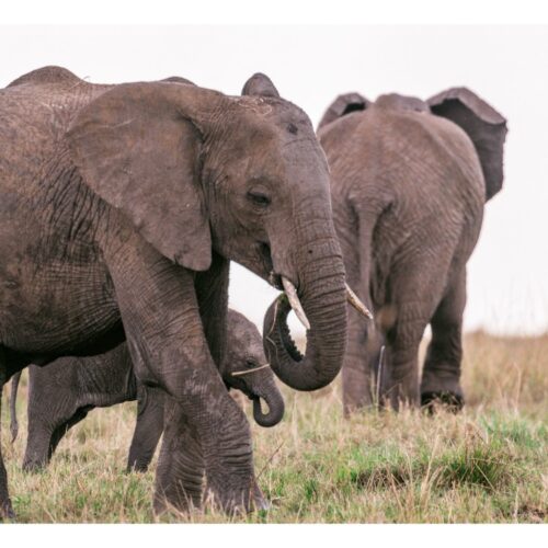 7 Days Signature Lovers Expedtion Honeymoon Safari