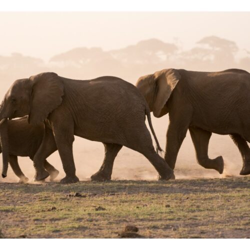 8 Days The Wild Vow Escape Magical Kenya Savannah To Beach Safari