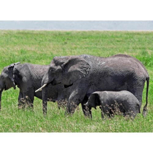 7 Days A Love Beyond The Horizon Magical Kenya Honeymoon Safari