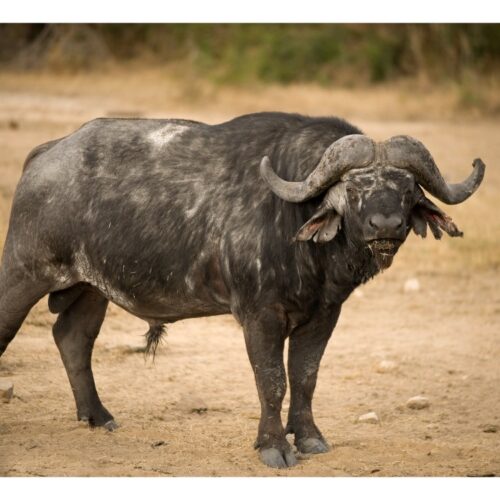 9 Days Safari