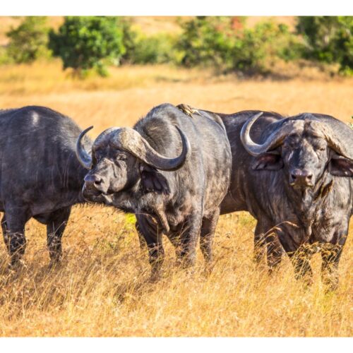 14 Days Honeymoon By Design: Magical Kenya Edition