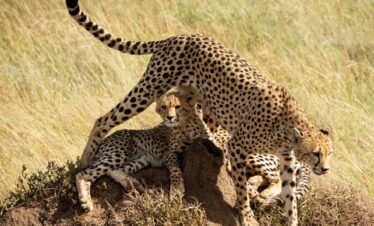 7 Days Great Migration Magical Kenya Safari  (Lake Nakuru, Masai Mara & Lake Naivasha)