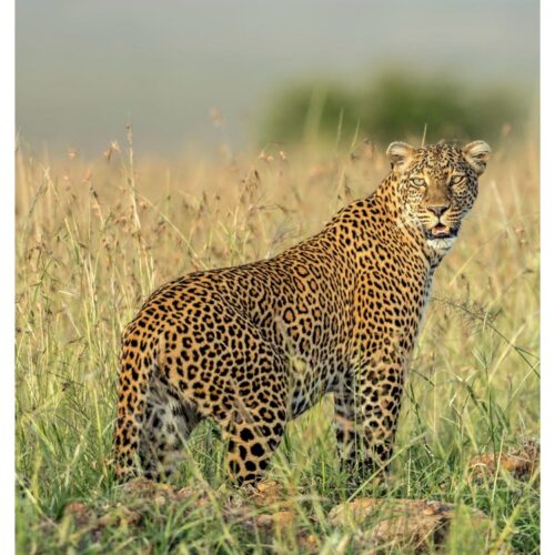 6 Days Luxury Magical Kenya Safari  (Lake Nakuru, Masai Mara & Lake Naivasha)