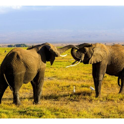 5 Days Lake Nakuru & Masai Mara Safari