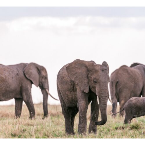 3 Days Wonders Of Magical Masai Mara Safari