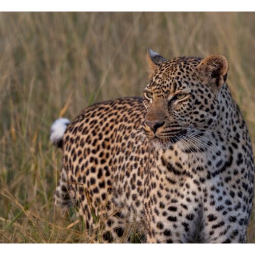 7 Days Magical Kenya Safari (Lake Nakuru, Masai Mara, Lake Naivasha & Amboseli)
