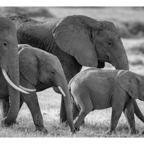 7 Days Classic Taste Of Magical Kenya Safari (Amboseli, Lake Naivasha & Masai Mara)