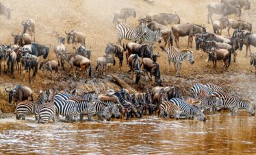 3 Days Wonders Of Magical Masai Mara Safari