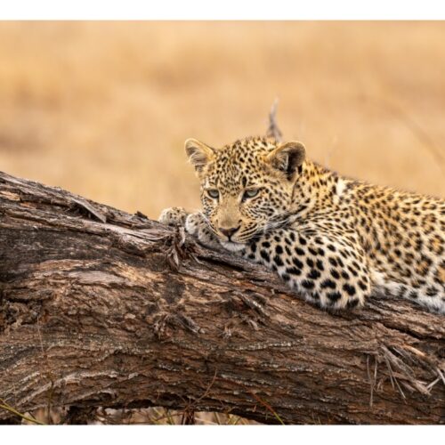 6 Days Classic Taste Of Magical Kenya Safari (Amboseli, Lake Naivasha & Masai Mara)