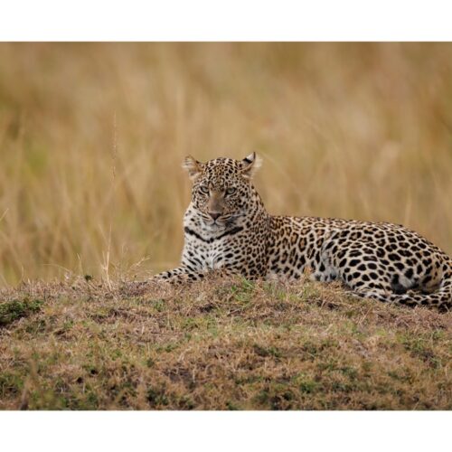6 Days Great Luxury Migration Magical Kenya Safari  (Lake Nakuru, Masai Mara & Lake Naivasha)