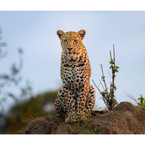 5 Days Lake Nakuru & Masai Mara Migration Safari
