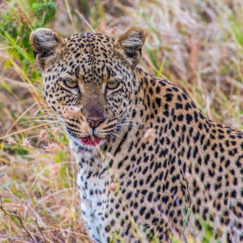 5 Days Great Masai Mara Migration Safari
