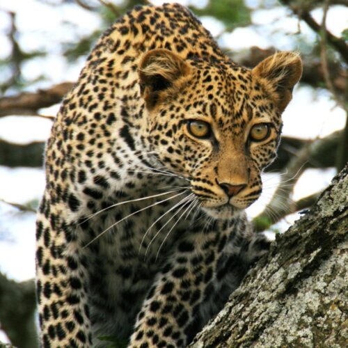 5 Days Lake Nakuru & Masai Mara Safari
