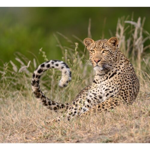 6 Days Great Masai Mara Migration Safari