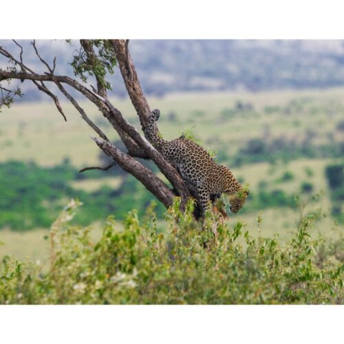 4 Days Great Masai Mara Migration Safari