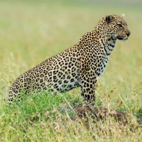 3 Days Wonders Of Magical Masai Mara Migration Safari