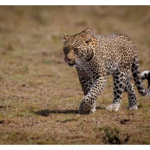 7 Days Nairobi, Masai Mara & Diani Bush & Beach Safari