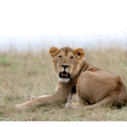 7 Days Lake Nakuru, Masai Mara & Diani Bush & Beach Safari