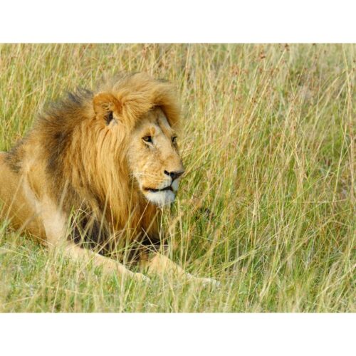 8 Days Lake Nakuru, Masai Mara, Lake Naivasha & Diani Bush & Beach Safari