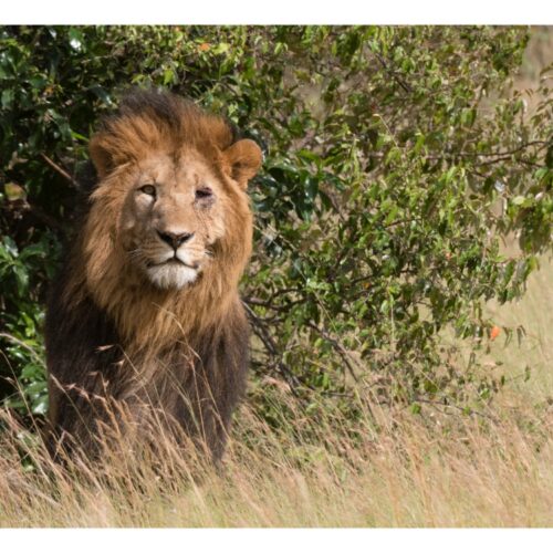 7 Days Classic Taste Of Bush & Beach Magical Kenya Safari  (Masai Mara, Lake Naivasha & Diani)