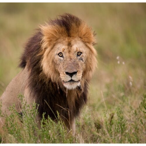 6 Days Classic Taste Of Bush & Beach Magical Kenya Safari  (Masai Mara & Diani)