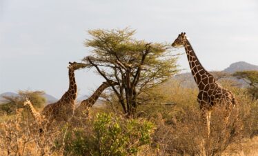 6 Days Classic Taste Of Magical Kenya Safari  (Lake Nakuru, Masai Mara & Lake Naivasha)