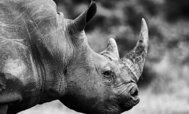 6 Days Classic Taste Of Magical Kenya Safari (Amboseli, Lake Naivasha & Masai Mara)