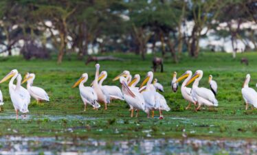 9 Days Magical Kenya Safari (Nairobi, Samburu, Ol Pejeta, Lake Nakuru, Masai Mara & Lake Naivasha)